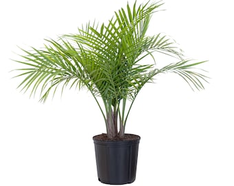 Majesty Palm Plant Live Indoor House Plant, Ships at Approximately 36 Inch Size. Shipped Fresh in 9.25" Grower Pot