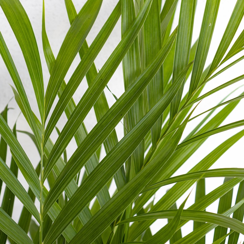 Cat Palm Chamaedorea cataractarum - Thumbnail 4