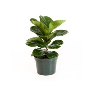 Fiddle-Leaf Fig Tree Live Indoor Outdoor Ficus Lyrata Plant in 6 Inch Grower Pot between 10-14 inches tall image 1