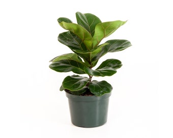 Fiddle-Leaf Fig Tree | Ficus Lyrata | Indoor & Outdoor Houseplant | Ships in 6-Inch Grower Pot | 10-14 Inches Shipping Height