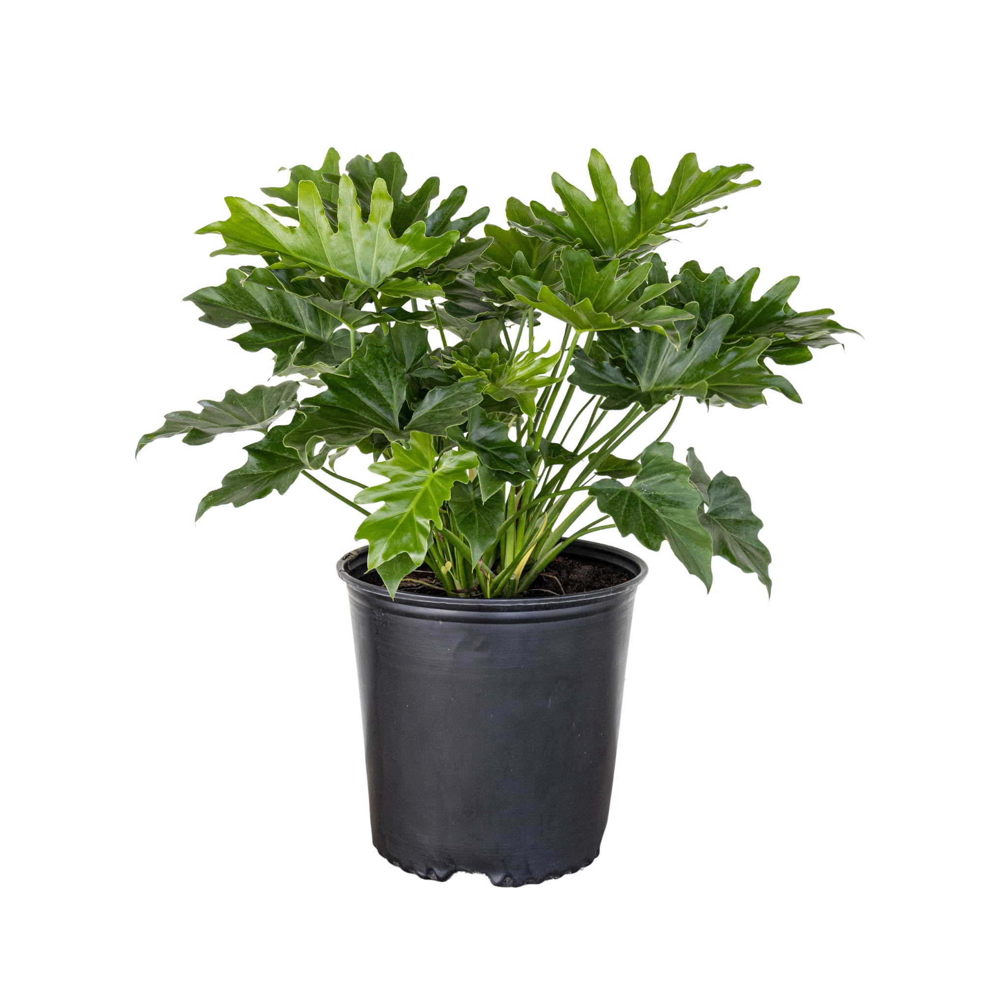 Philodendron Selloum | Tree Philodendron | Indoor & Outdoor Houseplant | Ships in 10-Inch Grower Pot | 20-22 Inches Shipping Height