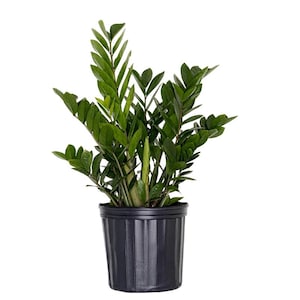 May include: A vibrant ZZ plant with glossy, dark green leaves, potted in a black, ribbed plastic container. The plant's lush foliage creates a full, textured appearance, perfect for indoor decor. The pot is approximately 7 inches in diameter.