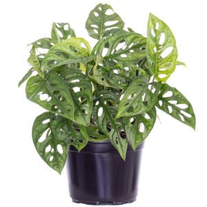 May include: A green Monstera adansonii plant with large, perforated leaves in a black plastic pot.