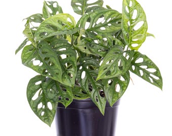 Swiss Cheese Plant | Monstera Adansonii | Easy Care Live Indoor Houseplant | 6-Inch Pot | 8-11” Tall | Indoor Tropical Aroid | Fast Ship