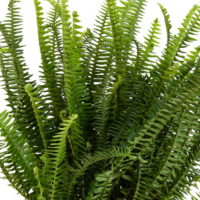 United Nursery Kimberly Queen Fern - Thumbnail 4