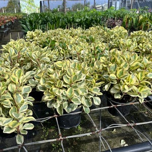 BULK of 12 Peperomia Obtusifolia 'Variegata' | Wholesale | Live Indoor House Plants | Ships in 6-Inch Grower Pot | 10-14in. Shipping Height