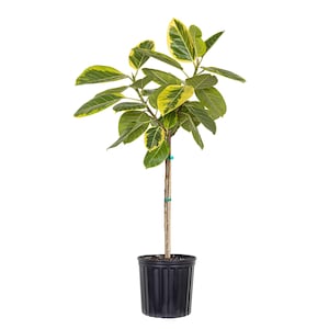 May include: A potted Ficus altissima plant with green and yellow variegated leaves. The plant has a slender, brown trunk and is secured with a green tie. It is planted in a black plastic pot, suitable for indoor or outdoor use.