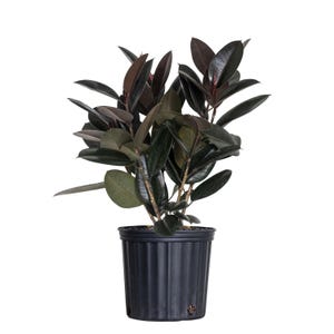 May include: A dark green rubber plant with dark green leaves in a black plastic pot. The plant is about 18 inches tall.