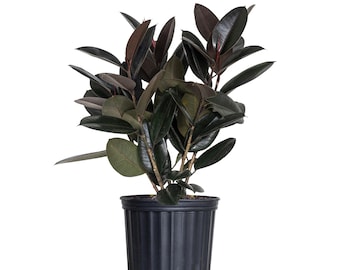 Ficus Elastica Burgundy | Rubber Plant | Indoor Live Houseplant | Ships in 10-Inch Grower Pot | 24-28 Inches Shipping Height