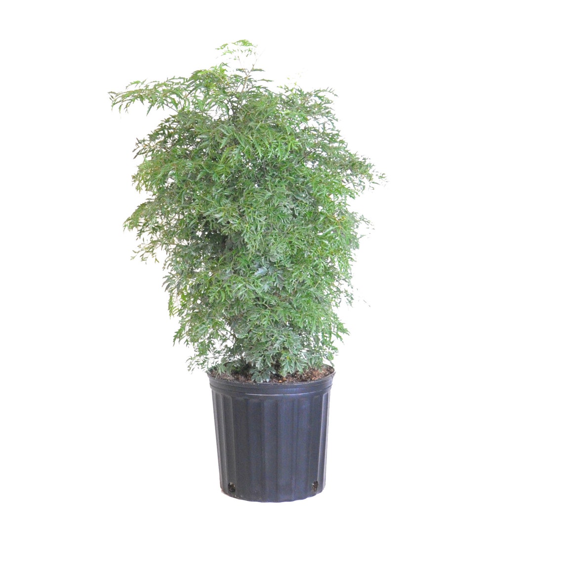 Aralia Ming Stump in 9.25 inch Grower Pot 24  28 inches Tall image 0