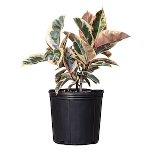 May include: A variegated rubber plant with green, white, and pink leaves in a black plastic pot.