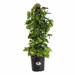 May include: A potted pothos plant with vibrant green and yellow variegated leaves. The plant is climbing a brown moss pole, and is in a black plastic pot. The plant is a lush, full houseplant.