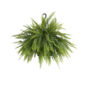 May include: A hanging basket filled with a lush, green fern. The fern has long, delicate fronds that cascade downwards. The basket is suspended by a black metal hook, perfect for adding a touch of nature to any space.