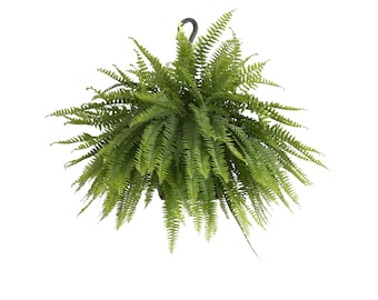 May include: A lush, vibrant green Boston fern plant arranged in a dense, rounded cluster. The plant features numerous feathery, pinnate fronds that extend outward in all directions, suspended from a simple, dark-colored metal hook at the top.