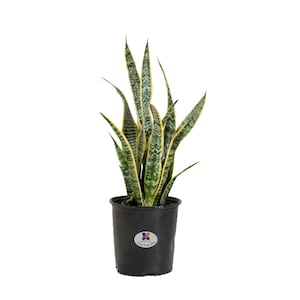 Sansevieria Laurentii | Snake Plant | Indoor/Outdoor Houseplant | Ships in 10-Inch Grower Pot | 24-28 Inches Shipping Height
