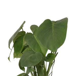 May include: A potted Monstera plant with large, green leaves. The leaves have a heart shape and are slightly curled at the edges.