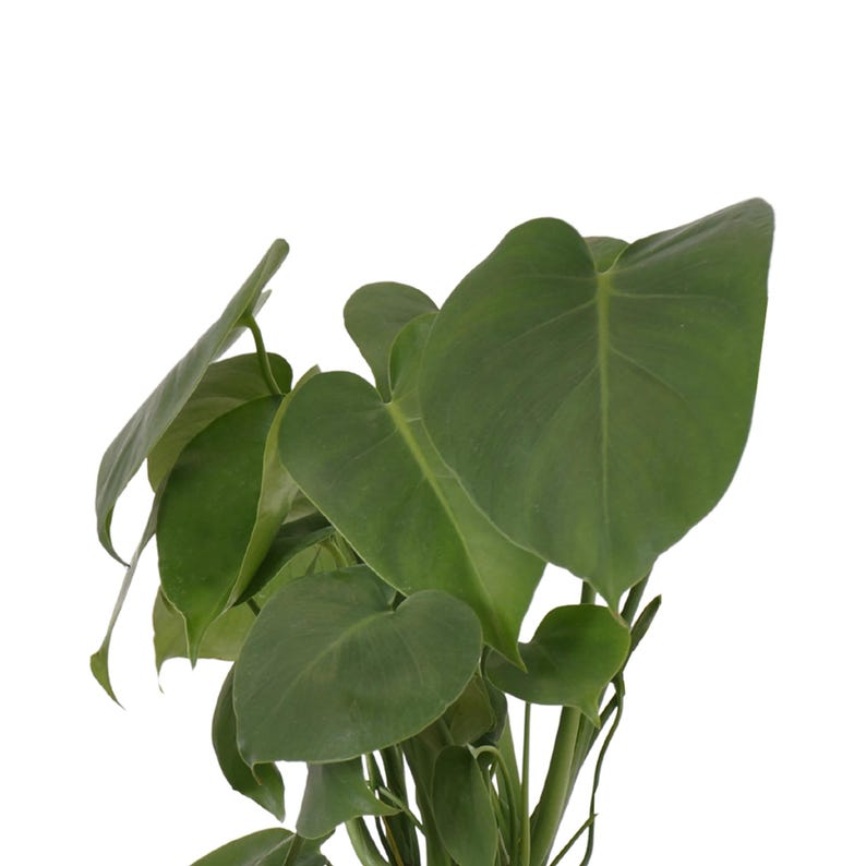 May include: A potted Monstera plant with large, green leaves. The leaves have a heart shape and are slightly curled at the edges.