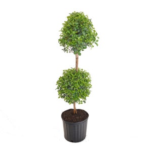 May include: A topiary tree with two spherical green foliage sections. The tree has a slender brown trunk and is planted in a black plastic pot. The plant is set against a white background.