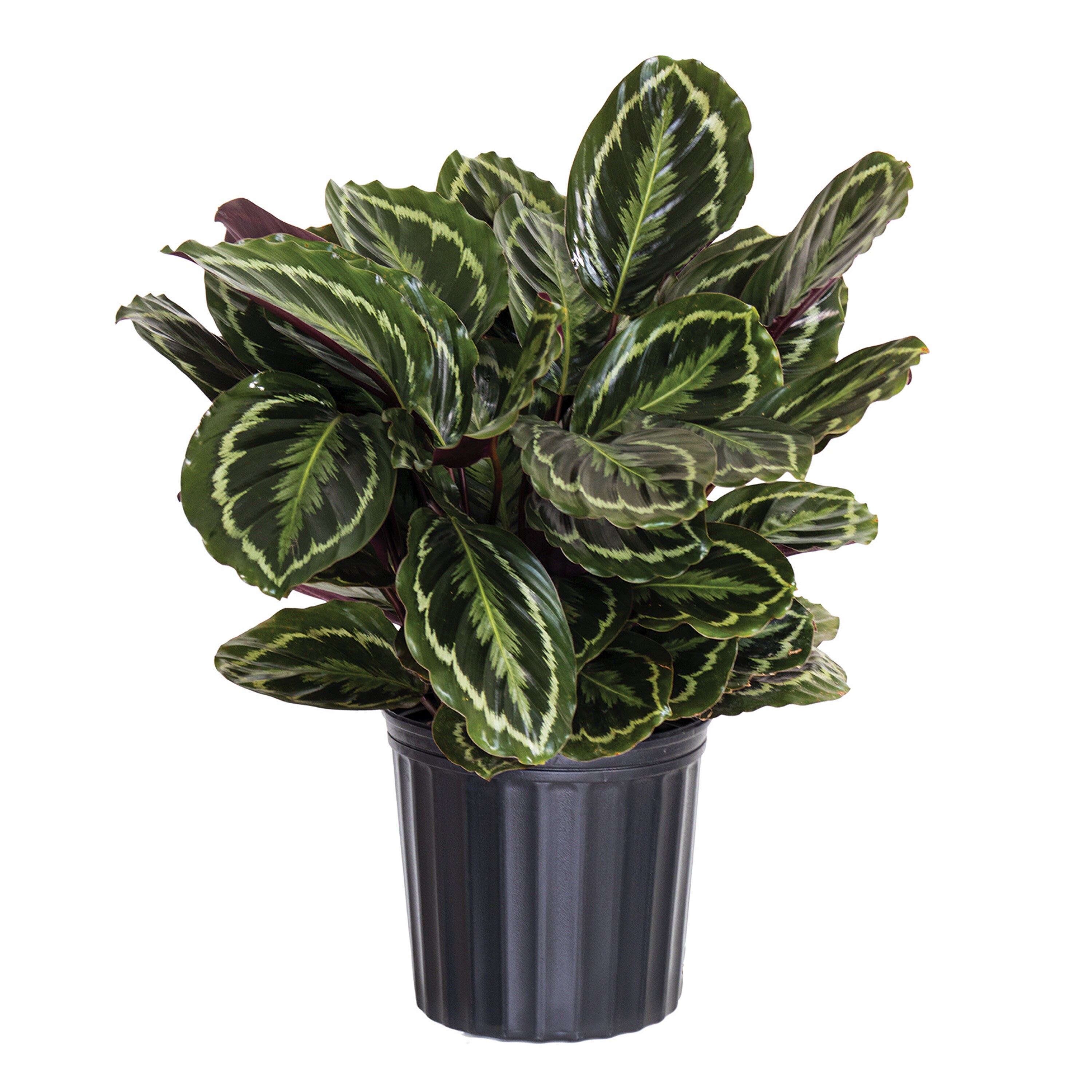 Calathea Medallion | Calathea Veitchiana | Indoor & Outdoor Houseplant | Ships in 10-Inch Grower Pot | 24-28 Inches Shipping Height