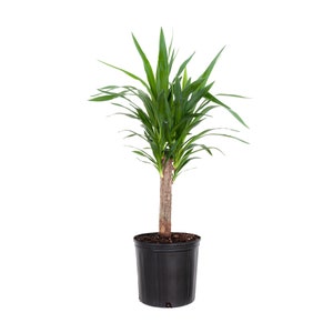 Dracaena Yucca Cane | Yucca Elephantipes | Spineless Indoor/Outdoor Plant | Ships in 10-Inch Grower Pot | 28-30 Inches Shipping Height