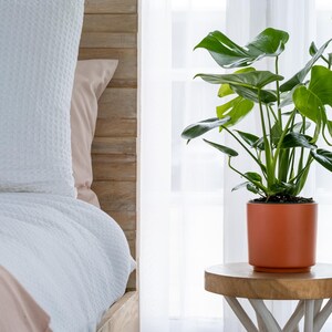 May include: A potted Monstera plant with large, green leaves in a terracotta pot on a wooden table next to a white bed with a white headboard and white bedding.