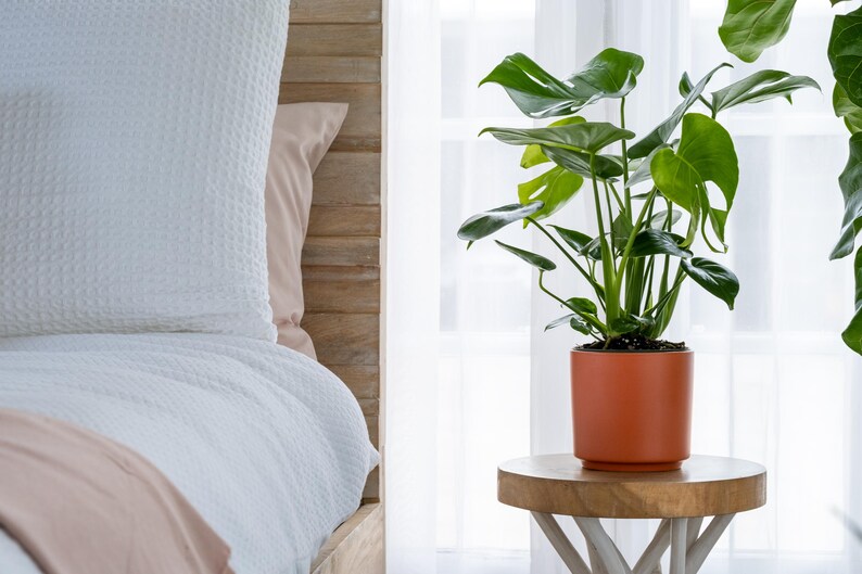 May include: A potted Monstera plant with large, green leaves in a terracotta pot on a wooden table next to a white bed with a white headboard and white bedding.