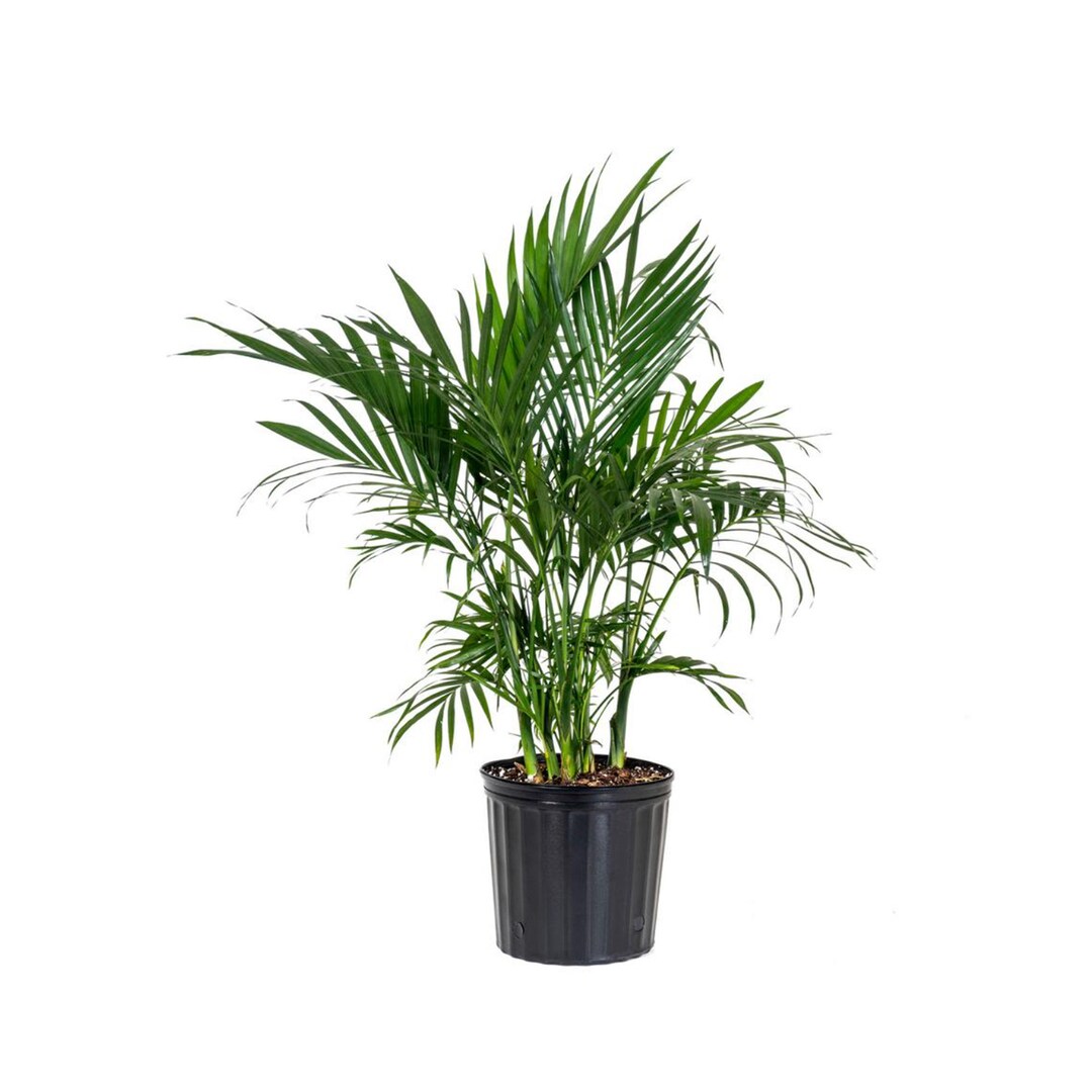 Cat Palm Tree Live Indoor Outdoor Houseplant 24 30 Inches Tall Shipping
