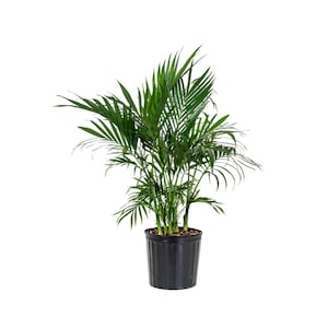 May include: A green potted parlor palm plant with multiple stems and lush foliage in a black plastic pot.