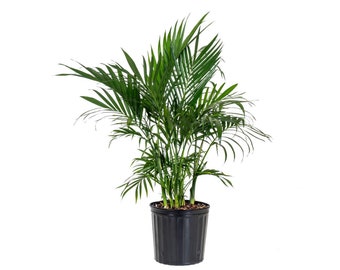 Cat Palm Tree Live Indoor Outdoor Houseplant 24 - 30 Inches Tall Shipping Size Shipped Fresh in 9.25 inch Grower Pot from Our Florida Farm