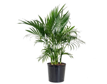 Könnte beinhalten: Eine üppige Bergpalme mit leuchtend grünen, gefiederten Wedeln, die in verschiedene Richtungen ragen. Die Pflanze befindet sich in einem einfachen, zylindrischen schwarzen Kunststoff-Pflanztopf mit vertikalen Rillen an der Außenseite.