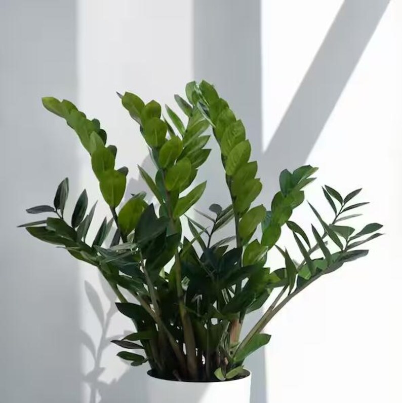 UnitedNurseryPlants ZZ Plant - Thumbnail 5