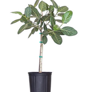 May include: A potted Ficus altissima plant with large, oval green leaves featuring prominent yellow veins. The plant has a slender trunk and is secured with green ties. It is planted in a black plastic pot.