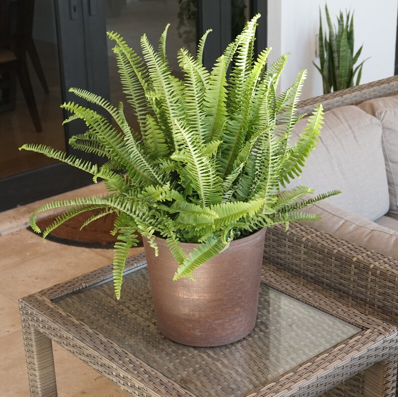 United Nursery Kimberly Queen Fern - Thumbnail 5