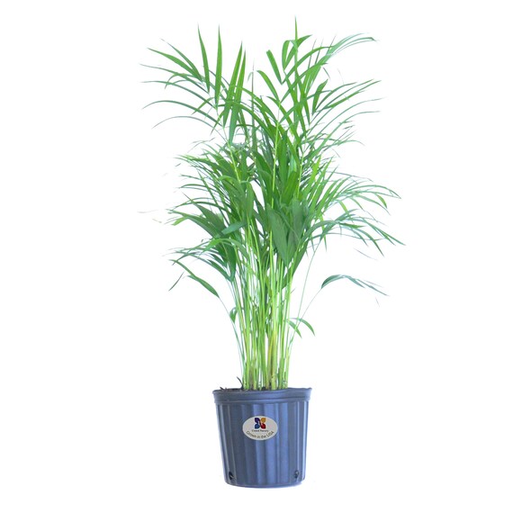 United Nursery Areca Palm Tree Live Outdoor Indoor House Plant Etsy