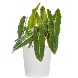 May include: A potted plant with large, glossy green leaves and prominent yellow veins. The plant is in a white plastic pot, set against a plain white background. The leaves have a distinctive shape, and the plant appears healthy and vibrant.