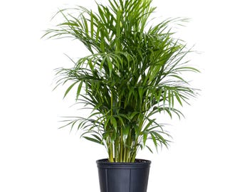 May include: A lush parlor palm plant with vibrant green, feathery fronds extending outward from a central base. The plant is housed in a simple, solid black plastic nursery pot with vertical ridges, providing a clean and functional appearance.