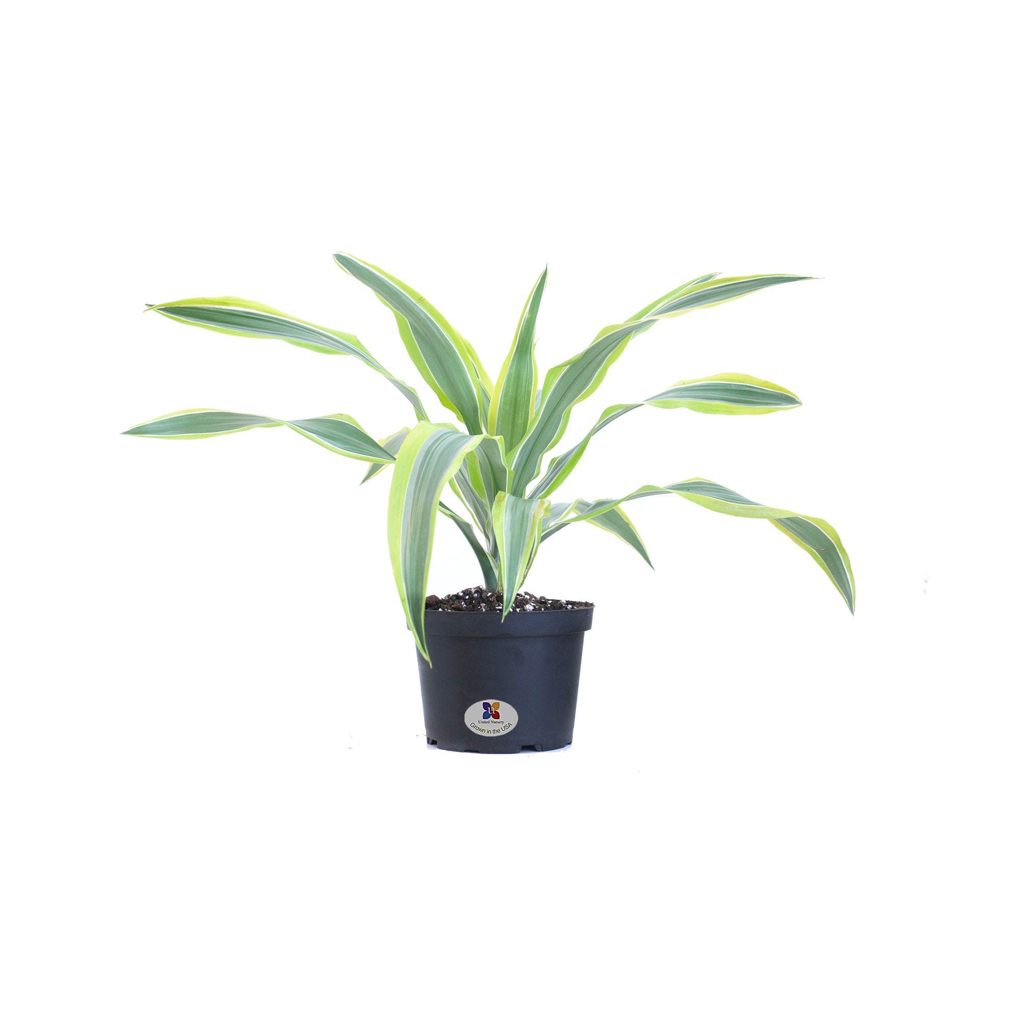 Lemon Lime Warneckii | Dracaena Lemon Lime | Live Indoor Plant | Shipped in  6 Inch Grower Pot | 14-18 Inch Shipping Height - Etsy