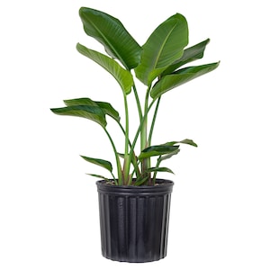 May include: A green bird of paradise plant in a black plastic pot. The plant has long, narrow leaves that are arranged in a fan shape.