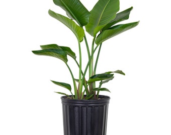 White Bird of Paradise | Strelitzia Nicolai | Indoor/Outdoor Live Houseplant | Ships in 10-Inch Grower Pot | 26-32 Inches Shipping Height