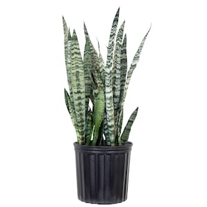 May include: A potted snake plant with tall, upright leaves. The leaves are a mix of green and light green with horizontal stripes. The plant is in a black, ribbed plastic pot, set against a white background.