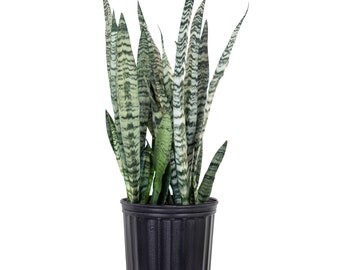Sansevieria Zeylanica | Snake Plant | Indoor/Outdoor Live Houseplant | Ships in 10-Inch Grower Pot | 26-32 Inches Shipping Height