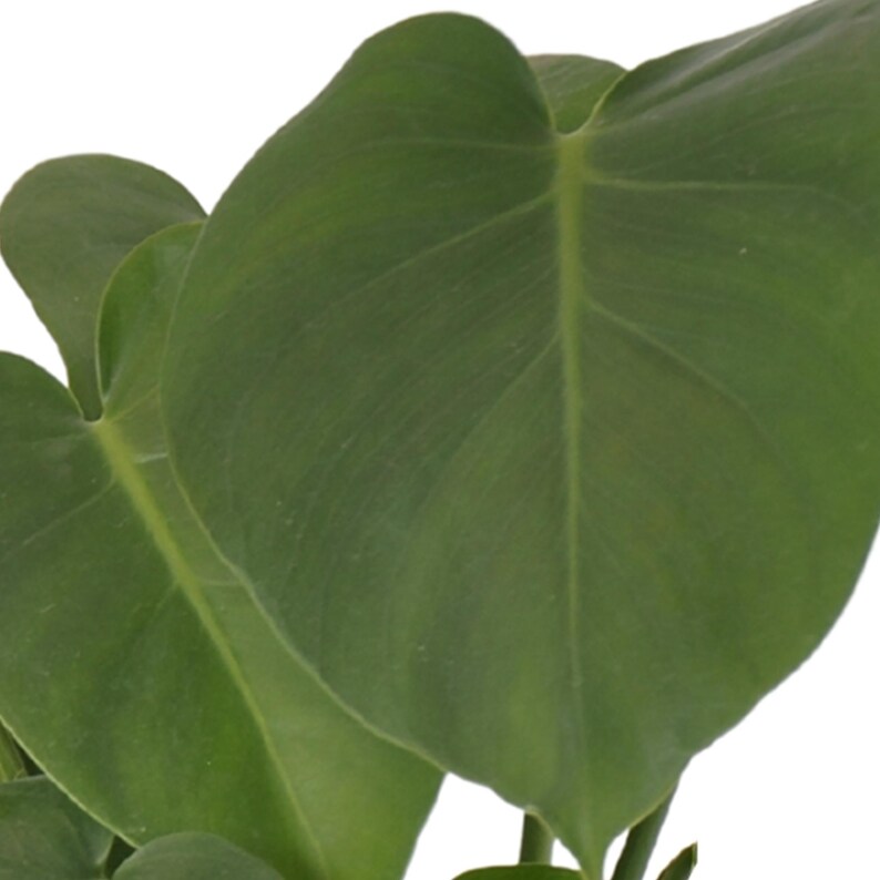May include: Close-up of a large, green leaf with prominent veins. The leaf is part of a houseplant.