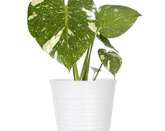 Thai Constellation Monstera | Rare Monstera Deliciosa | Indoor Houseplant | Ships in 6-Inch White Decor Pot | 16-24 Inches Shipping Height