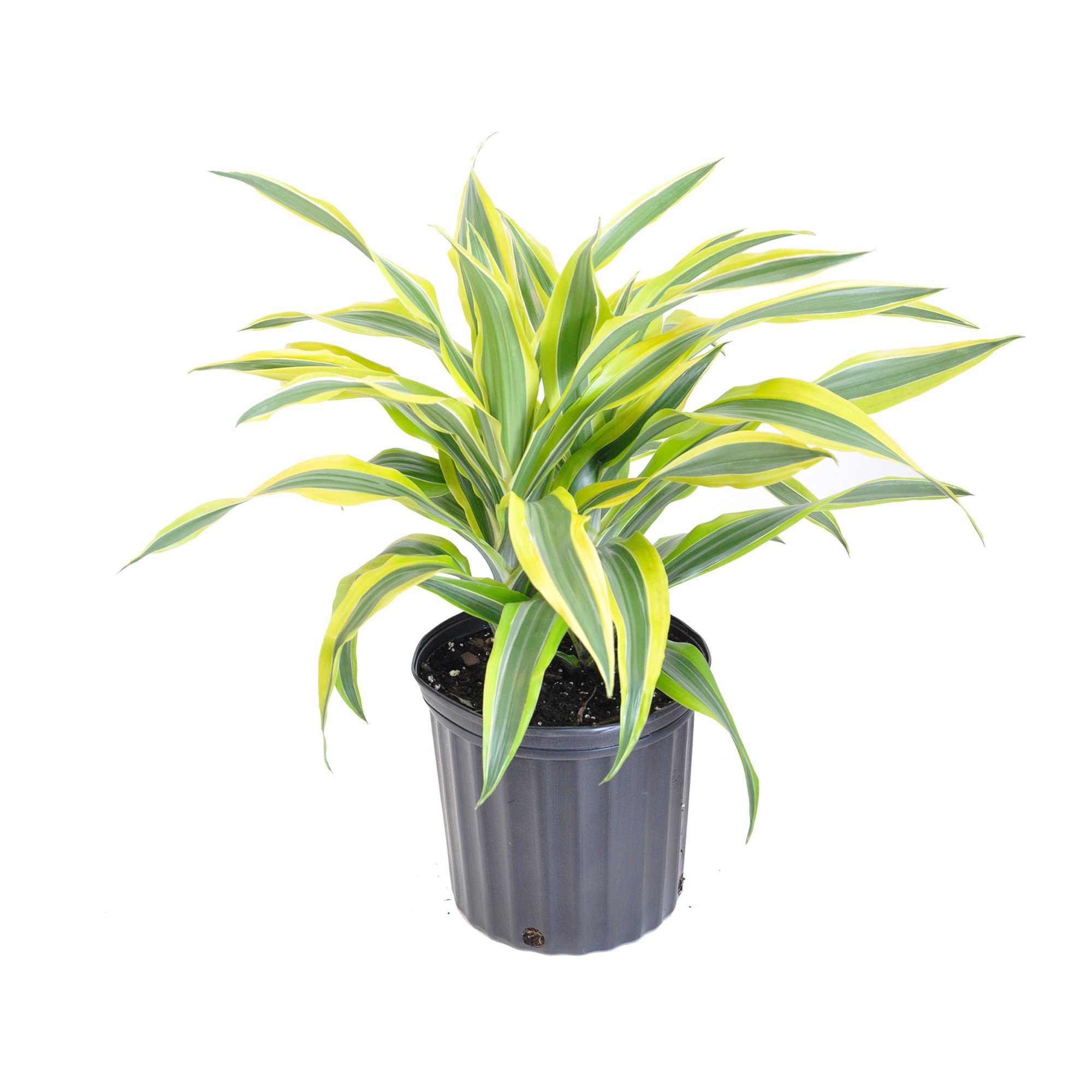 Lemon Lime Warneckii | Dracaena Lemon Lime | Live Indoor Plant | Shipped in  10 Inch Grower Pot | 24-28 Inch Shipping Height - Etsy