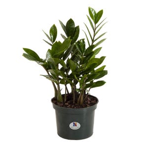 May include: A potted ZZ plant with dark green, glossy leaves. The plant is in a black plastic pot with a label that says "Garden in the City".
