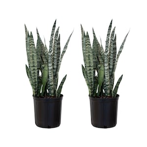 2-Pack | Sansevieria Zeylanica | Snake Plant | Indoor/Outdoor Live Houseplant | Ships in 10-Inch Grower Pot | 24-32 Inches Shipping Height