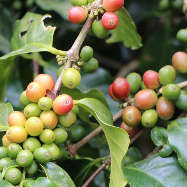 2/3 Lbs Organic, Jamaican Blue Mountain Coffee Etsy
