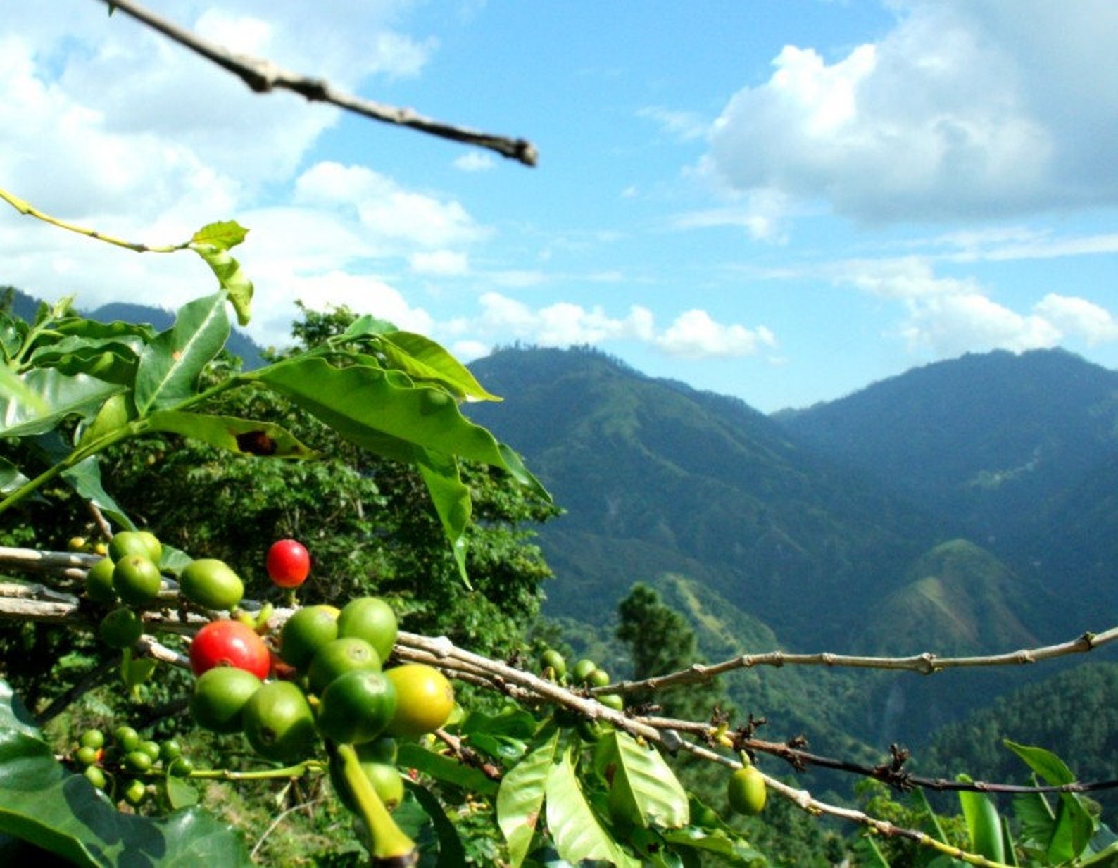 2/3 Lbs Organic, Jamaican Blue Mountain Coffee Etsy