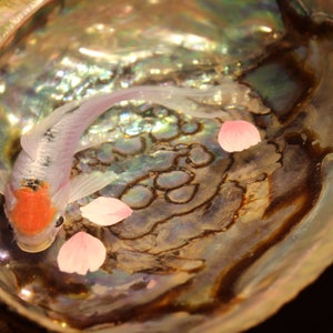 3D Resin Painting  Koi Fish in Abalone Shell | Acrylic Painting Gift | Hand Painted Koi Fish | Fish Decoration | Resin Art