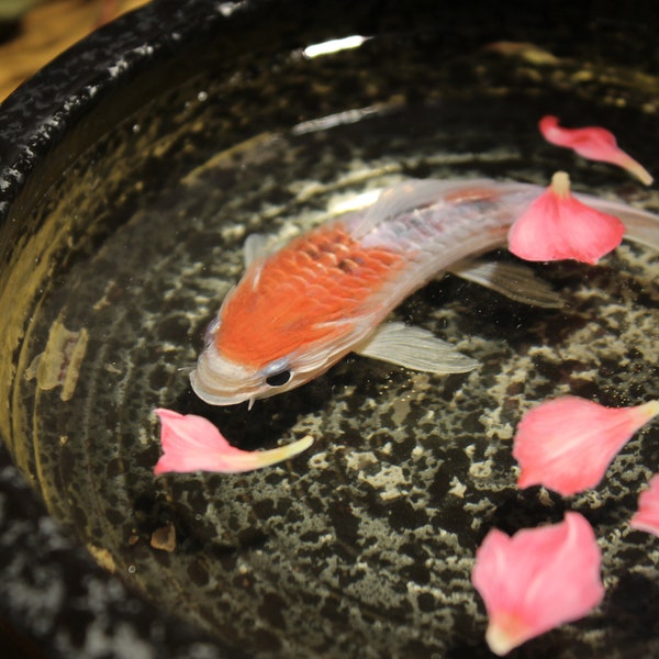 Peinture en résine 3D Koi Fish dans un bol en céramique | Peinture acrylique Cadeau | Poisson Koi peint à la main | Décoration de poisson | Art de la résine